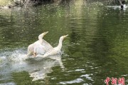 梦见黑蛇吉林：罕见白鸬鹚连续两年“故地重游”