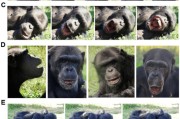梦见黑蛇国际最新研究：机器人“打哈欠” 黑猩猩被传染